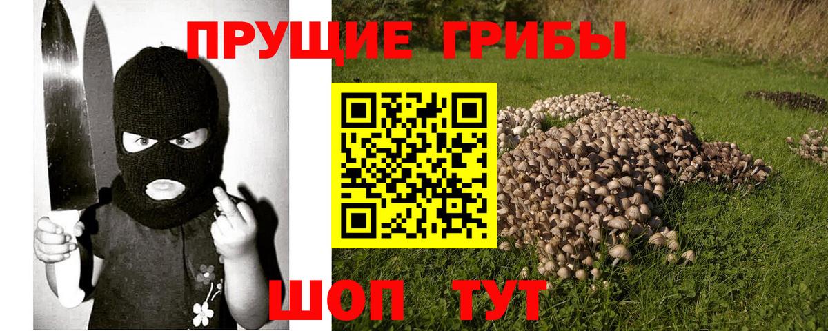 Галлюциногенные грибы Psilocybe Муром